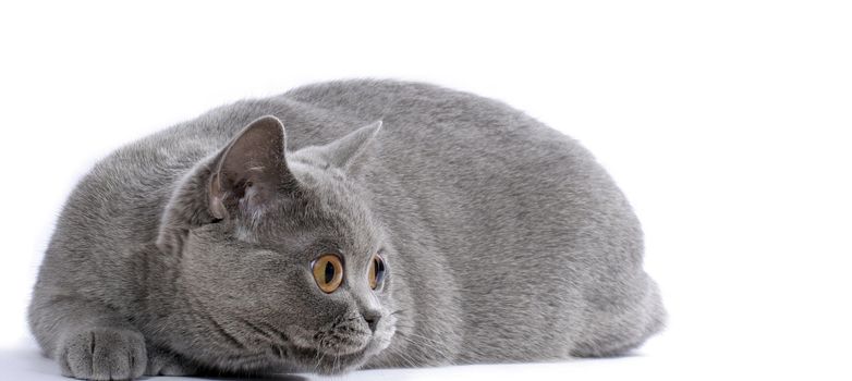 British blue cat stakes out bird