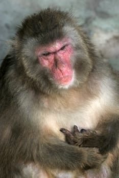 old male ape with serious facial expression