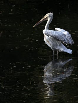 young pelican stands in water in pond of the zoo