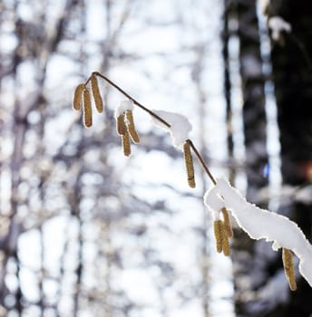 Branch of the birch with hanging seed in winter wood