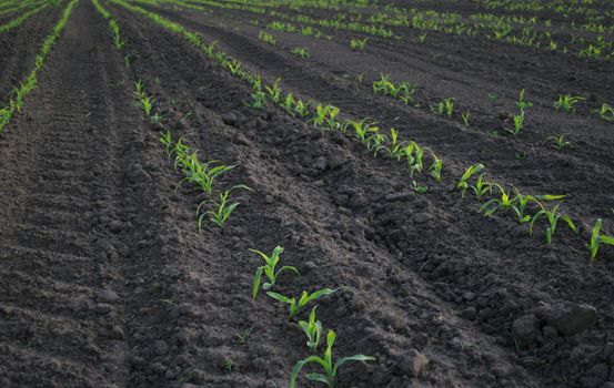 increasing corn on agricultural area. Summer. Russia.