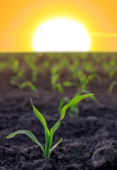 increasing corn on agricultural area. Summer. Russia.