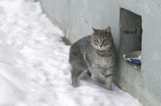 Winter. Stray cat in the street.