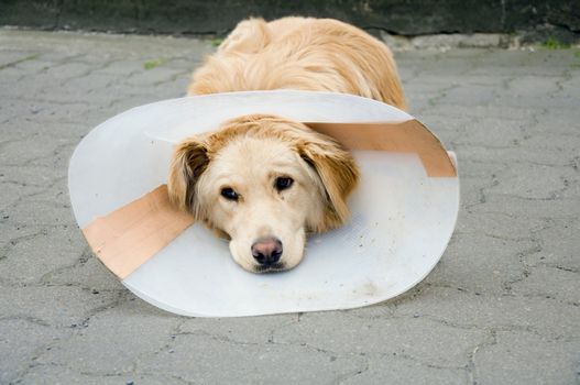 	 Convalescent dog with funnel after surgery