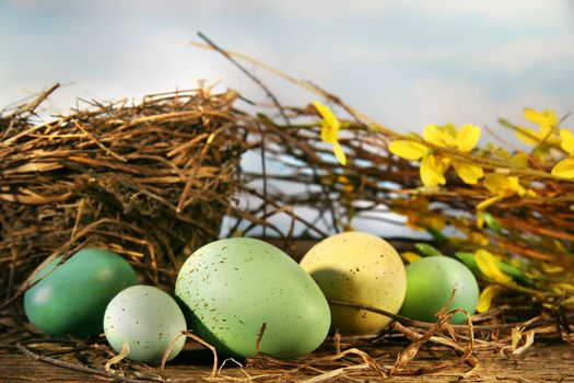 Bird nest and eggs against the sky
