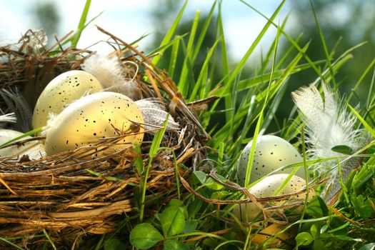 Nest in the grass with eggs and feathers
