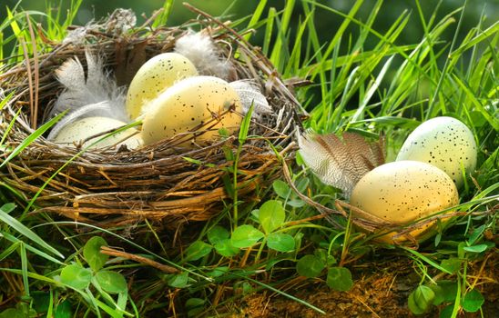 Bird's nest with eggs in the grass