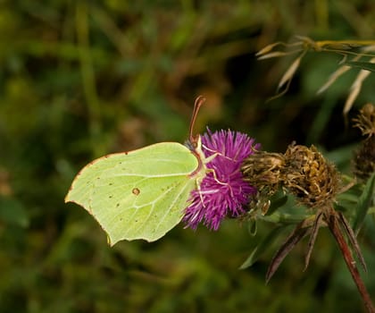 Brimstone Butterfly nectaring on Knapweed on Seaford Head, England