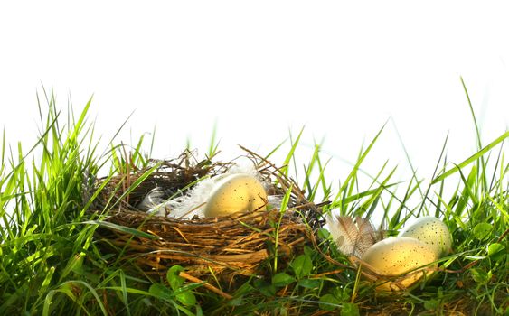Eggs in the tall grass with nest