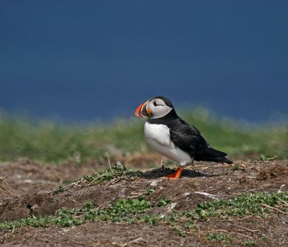 Atlantic Puffin in sun on Inner Farne