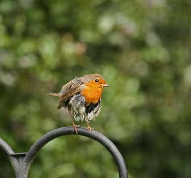 European Robin looking very ragged as result of brooding young on nest.