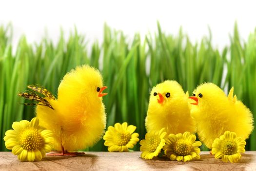Yellow chicks hiding in the grass with flowers