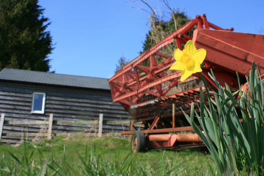 Focus on a spring daffodil in a field on a farm, with a red harvesting machine in the background against a wooden constructed farm building. location in rural Wiltshire, England.