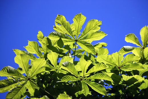 leaves of chestnut on bright dark blue sky