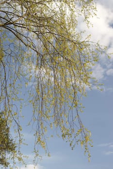 Birch branches with new leaves