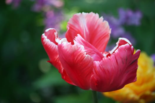 magnificent pink double tulip on the coloured background