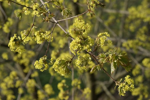 Flowering maple branch with new leaves downward