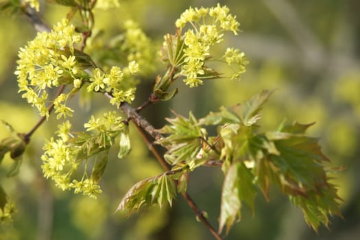 Flowers and new leaves of maple tree close up