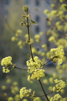 Flowering maple tree branch