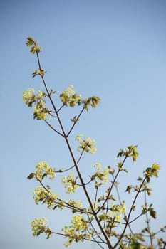 Branch of a maple tree in spring