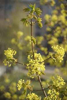Spring maple branch with flowers and new leaves