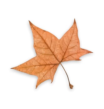 Autumn leaf, isolated, white background, clipping path excludes the shadow.