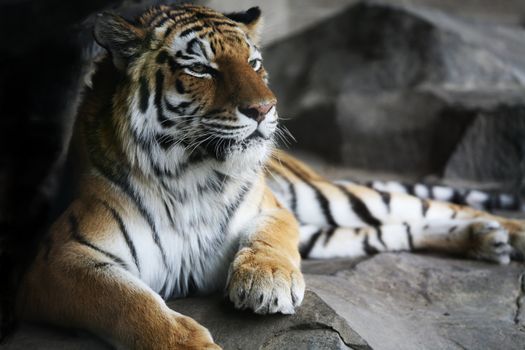 Handsome tiger resting  in cool corner of habitat, with dark corners. Shallow DOF used, on face