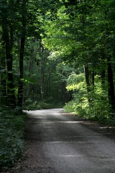 A dirt road going through a forest.