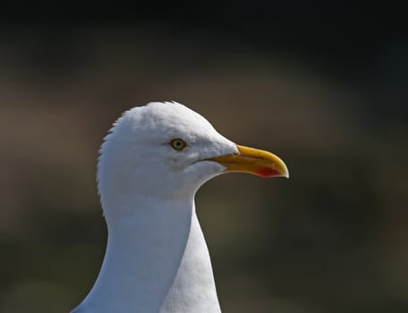 Adult Herring Gull head close-up