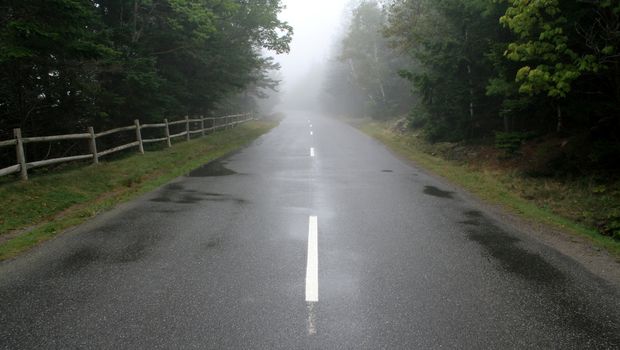 A road leading through a forest cast in fog.