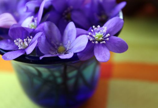 violet snowdrops in dark blue vase on a yellow table-cloth