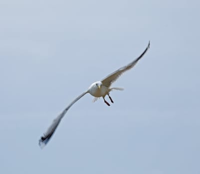 Adult Herring Gull wing tip motion blur against sky