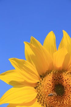 Ein Ausschnitt einer Sonnenblume mit Biene