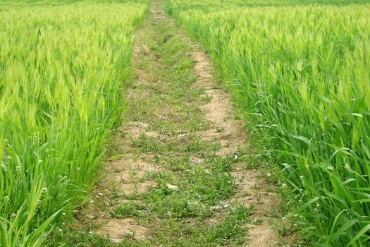 Wheat Grass Field during spring in Korea