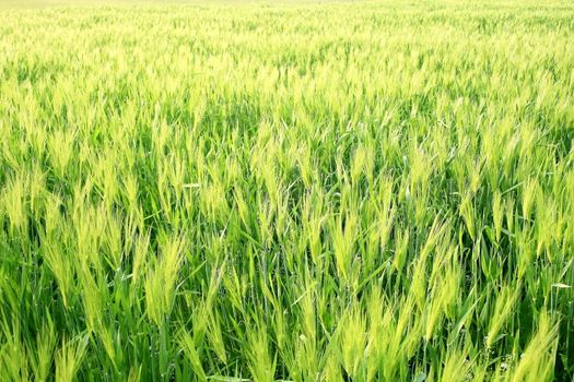 Wheat Grass Field beautiful texture during spring