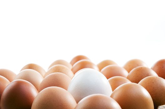 A tray of chicken eggs on white background.