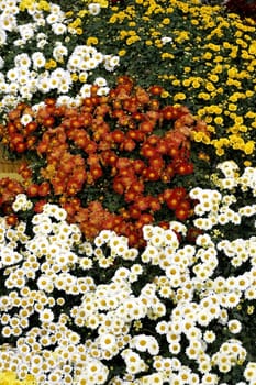 Bunch of Daisy during summer in 3 colors