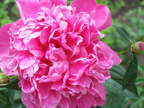 Close up of the purple peony. Background.