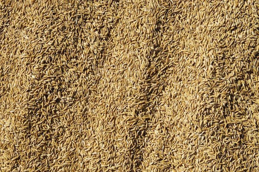 Texture and pattern of raw rice for use as background.