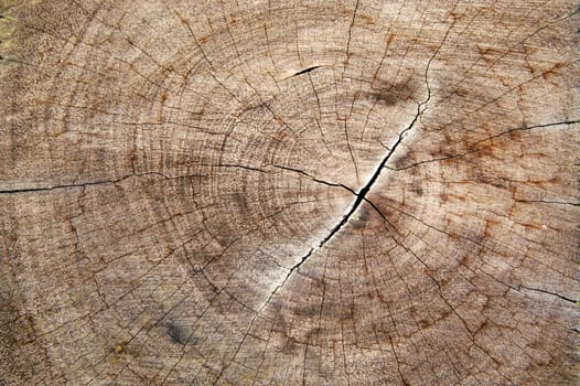 Cross-section of an aged tree for use as background.