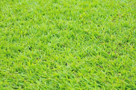 Green grass for use as background. Focus on center of image.