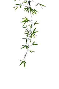 Bamboo leaves on white.