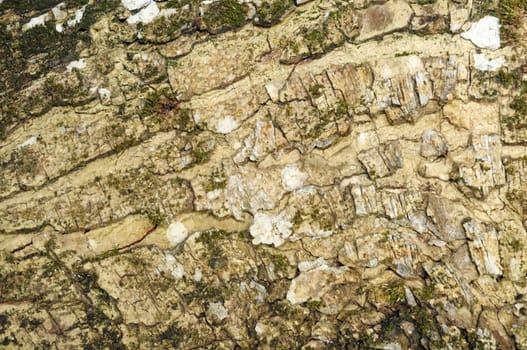 Aged tree bark texture for use as background.