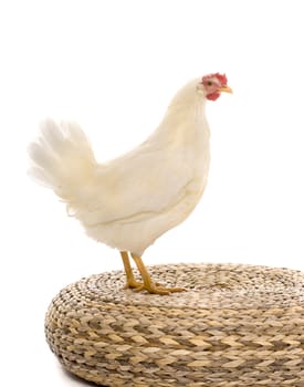 A chicken on white background in studio
