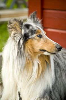 Outdoor image of an beautiful Collie