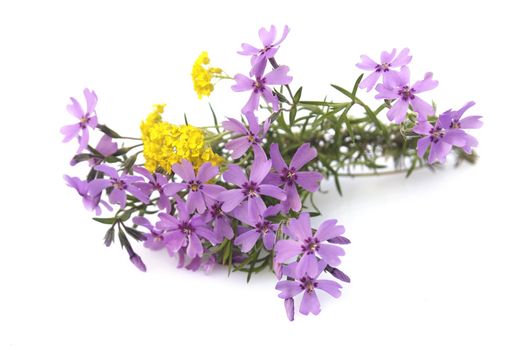 wild flowers