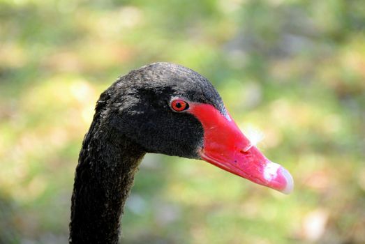 Black swan Close up 