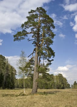 Single pine tree near forest