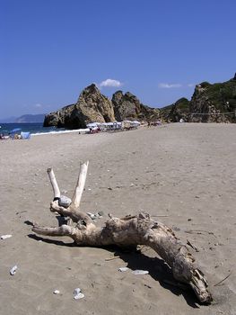 Sandy beach with dry trunk, clear blue sky in background.