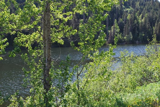 A shoreside shot of the Kenai River in Alaska